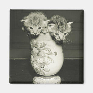 Imán Dos gatitos que ocultan en florero, (B&W)