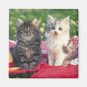Imán Dos gatitos que se sientan en una manta
