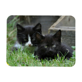 Imán Dos gatitos uno al lado del otro