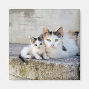 Imán Dos gatos en los pasos de piedra