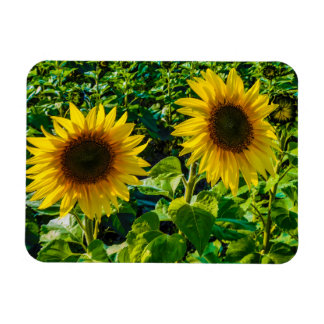 Imán Dos girasoles