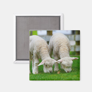 Imán Dos Grazing Magnet