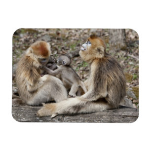 Imán Dos hembras monos dorados con recién nacidos