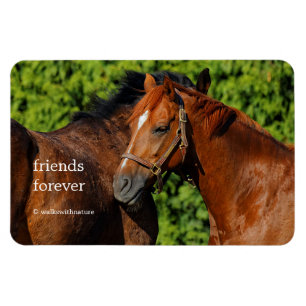 Imán Dos hermosos caballos castaños al sol
