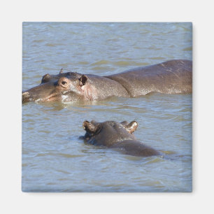 Imán Dos hipopótamos en un río, parque nacional de