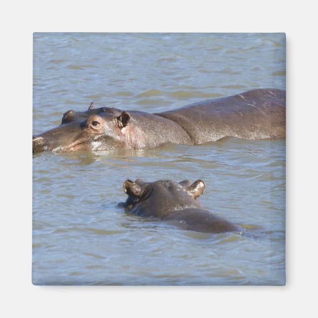 Imán Dos hipopótamos en un río, Parque Nacional Kruger, (Frente)