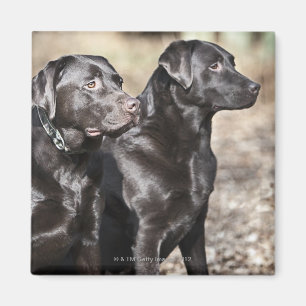 Imán Dos labradores retrieveres negros
