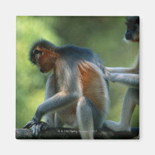 Imán Dos languros tapados (Presbytis pileatus) sentados