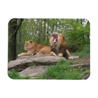 Imán Dos leones