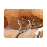 Dos leones de montaña