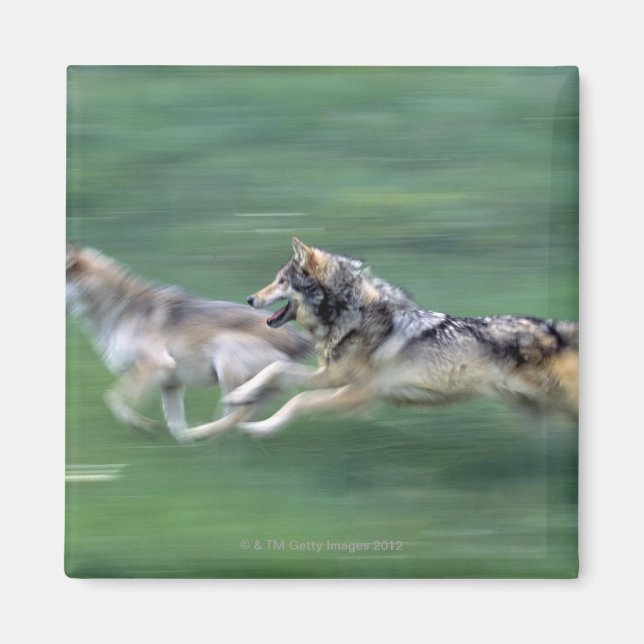 Imán Dos lobos en la pradera de la montaña (Frente)