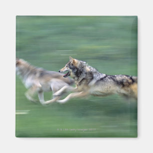 Imán Dos lobos en prado de la montaña