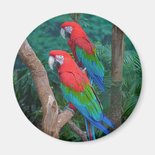 Imán Dos Macaws Rojos y Verdes Ara Cloropterus