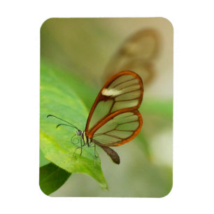 Imán Dos mariposas aladas de vidrio