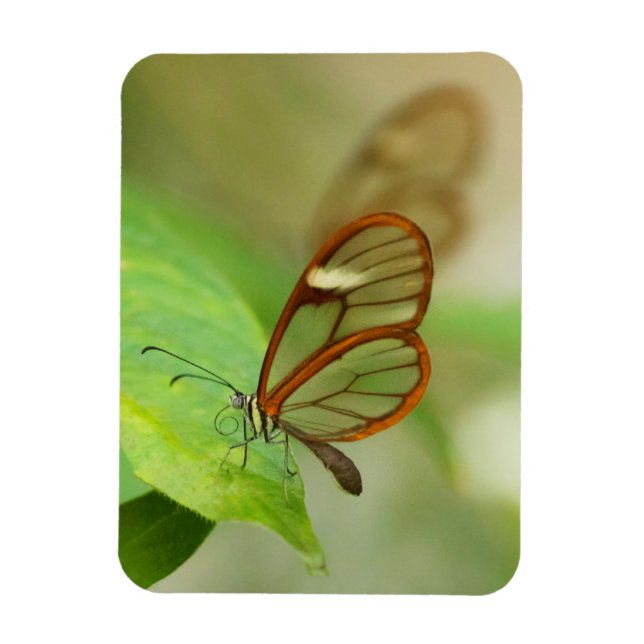 Imán Dos mariposas aladas de vidrio (Vertical)