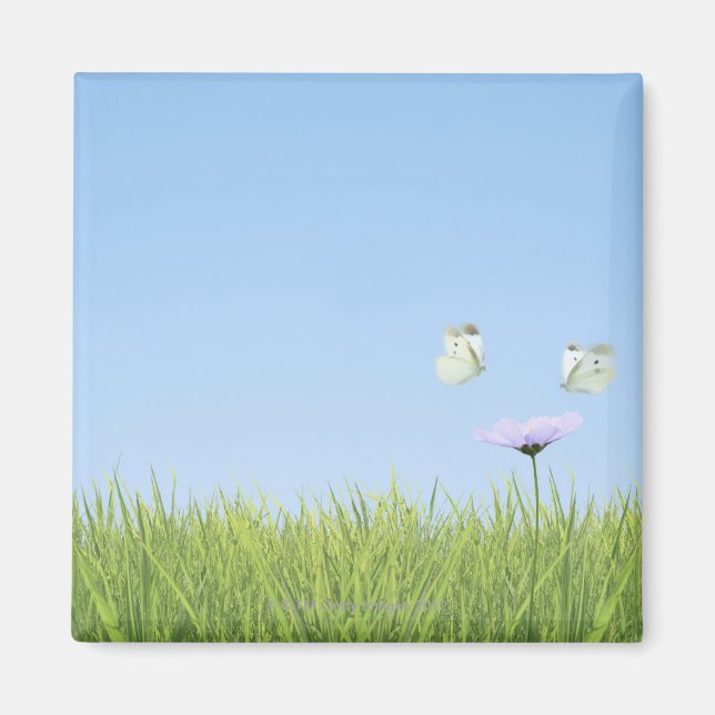 Imán Dos mariposas sobrevuelan la flor (Frente)