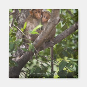 Imán Dos monos en un árbol