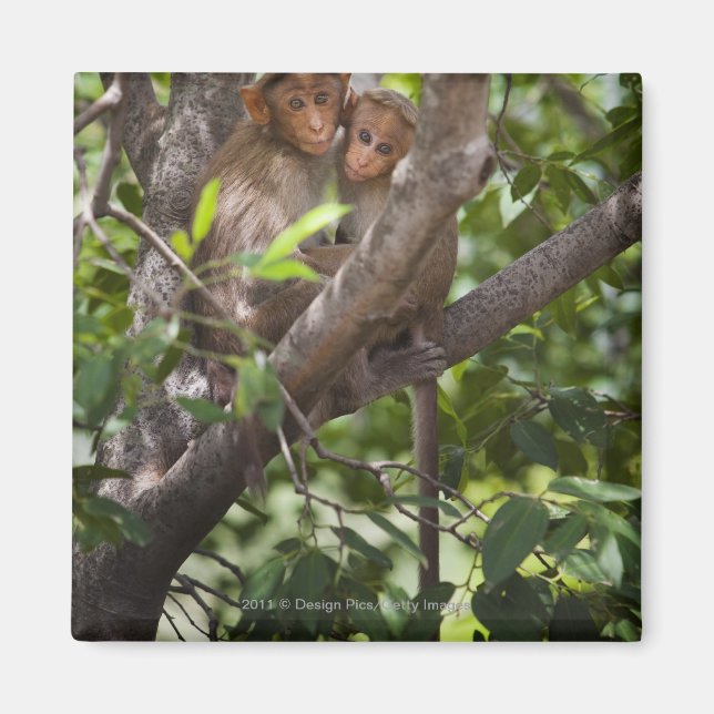 Imán Dos monos en un árbol (Frente)