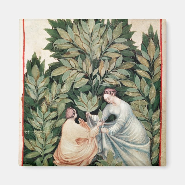 Imán Dos mujeres cogiendo salvia, de 'Tacuinum (Frente)