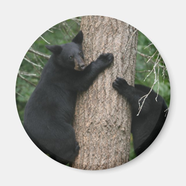 Imán dos osos en un árbol (Frente)