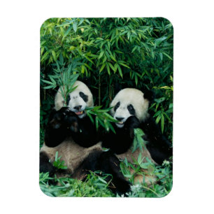 Imán Dos pandas comiendo bambú juntos, Wolong