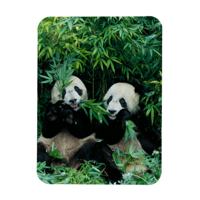 Imán Dos pandas comiendo bambú juntos, Wolong (Vertical)