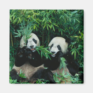 Imán Dos pandas comiendo bambú juntos, Wolong