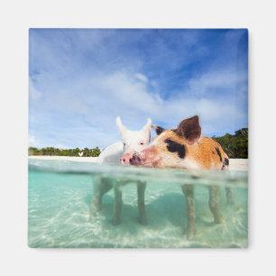 Imán Dos pequeños lechones