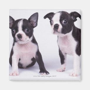 Imán Dos perritos blancos y negros