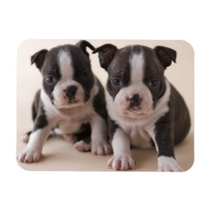 Imán Dos perritos de Boston Terrier