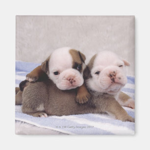 Imán Dos perritos del bulldog en la toalla
