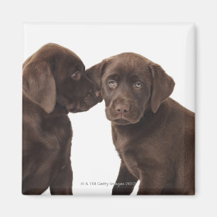 Imán Dos perritos del labrador retriever del chocolate