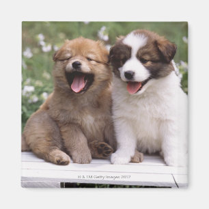 Imán Dos perritos que se sientan junto
