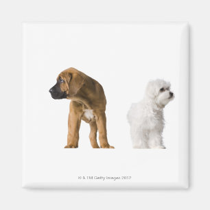 Imán Dos perros