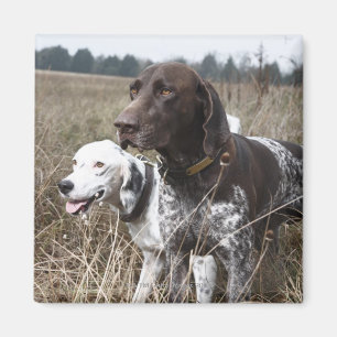 Imán Dos perros en el campo, Houston, Tejas, los