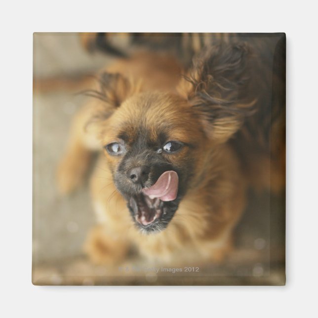 Imán Dos perros pekingeses. (Frente)