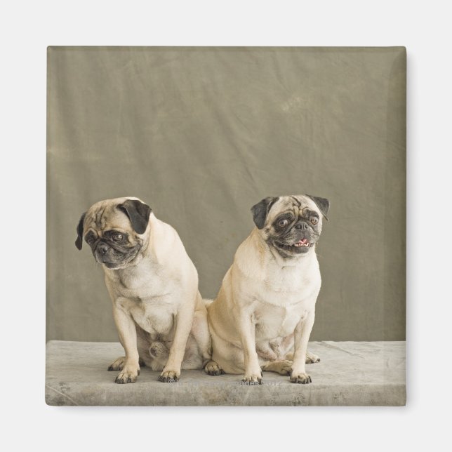 Imán Dos perros posando sobre una mesa (Frente)
