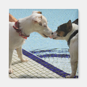 Imán Dos perros que se besan en el poolside