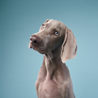 Imán dos perros se sientan junto al fuego en el bosque.