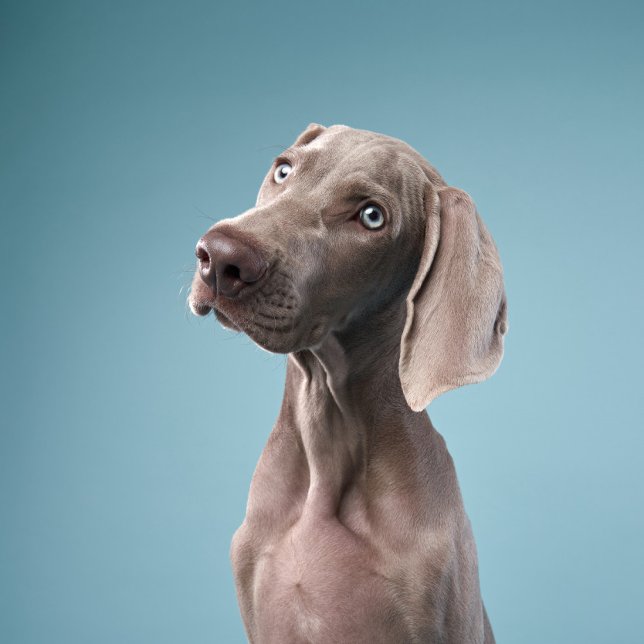 Imán dos perros se sientan junto al fuego en el bosque. (Subido por el creador)