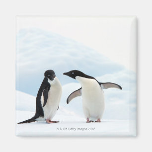 Imán Dos pingüinos de Adelie que se sientan en una hoj