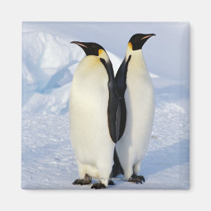Imán Dos pingüinos de emperador en la Antártida