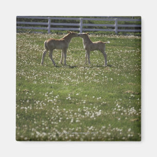 Imán Dos potros en campo