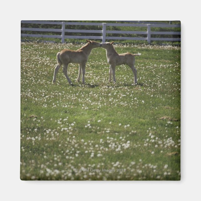Imán Dos puntos en el campo (Frente)