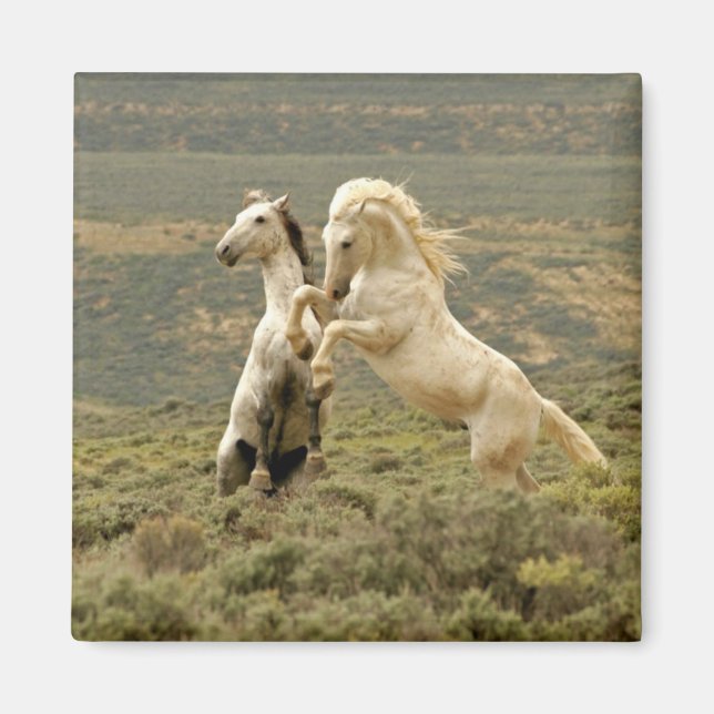 Imán Dos Stallions salvajes luchan (Frente)