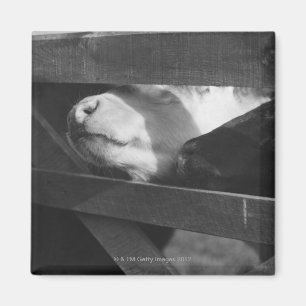 Imán Dos terneros que buscan sus narices a través de la