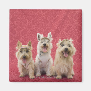 Imán Dos terrieres del cairin y un westie