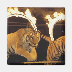 Imán Dos tigres que saltan a través de los cinturones