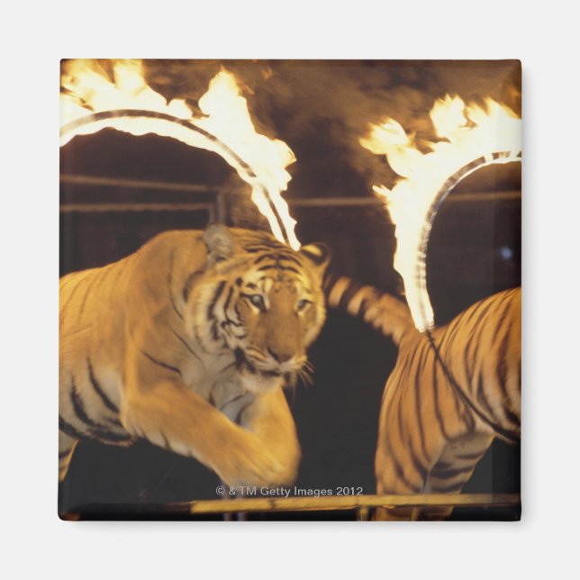 Imán Dos tigres saltando a través de ardientes ardiente (Frente)