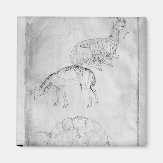 Imán Dos tortugas, cabra y oveja (Frente)